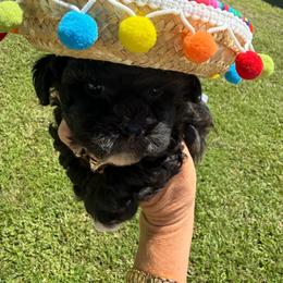 Black and white Boy - Black and white male Shihpoo puppy in Cottondale, Florida from Pat’s precious puppies