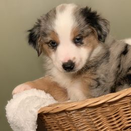 Miniature Australian Shepherd Puppies from Windy Hills Mini Aussies