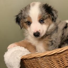 Miniature Australian Shepherd Puppies from Windy Hills Mini Aussies