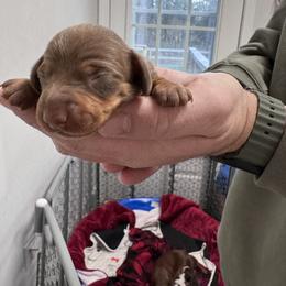Mousse - Chocolate and tan male Dachshund puppy in Indian Trail, North Carolina from Hilda’s Teenie Weenies
