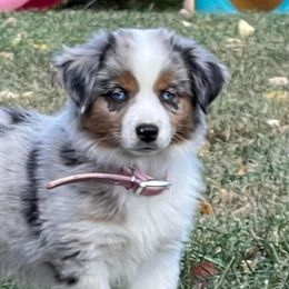 Miniature Australian Shepherds from Minipaw Aussies