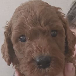Yellow Collar Female - Apricot female Goldendoodle puppy in Robstown, Texas from Sagebrush Labradors and Doodles