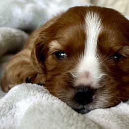 Sugar Plum (Pink Collar) - Cavalier King Charles Spaniel puppy from Cumberland Cavaliers