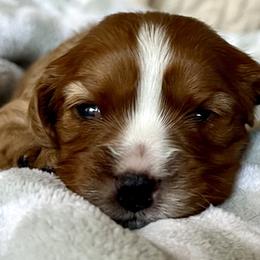 Sugar Plum (Pink Collar) - Cavalier King Charles Spaniel puppy from Cumberland Cavaliers
