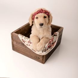 Golden Retriever Puppies from Brinton Goldens