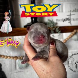 Toy Story's Bo Peep - Tricolors female French Bulldog puppy in Salem, Oregon from Toy House Frenchies
