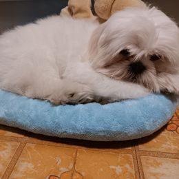 Cotton - Shih Tzu