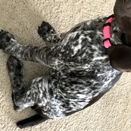 German Shorthaired Pointer Puppies from Blue Hill Gun Dogs