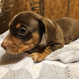 Benny - Chocolate and tan male Dachshund puppy in Stillwater, Oklahoma from Shade Tree Dachshunds