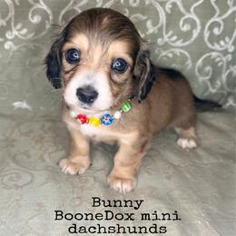 Bunny - Cream female Dachshund puppy in Lexington, Oklahoma from BooneDox Miniature Dachshunds