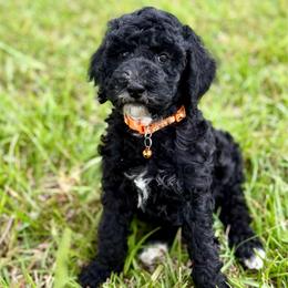 Tate - Apricot male Poodle puppy in Willacoochee, Georgia from Kitandkboodle's Doodles