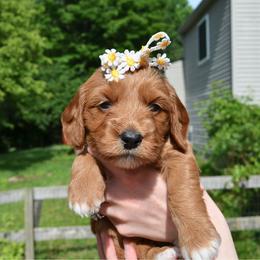 Banana - Apricot female Goldendoodle puppy in Batavia, Ohio from Cozy Cove Goldendoodles