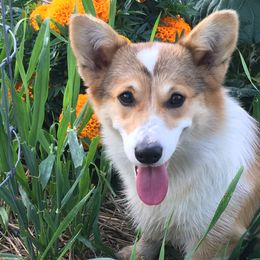 Pembroke Welsh Corgi and Poodle Puppies from Blue Diamond Kennel