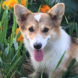 Pembroke Welsh Corgi and Poodle Puppies from Blue Diamond Kennel