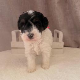 Reese's - Black and white female Bernedoodle puppy in Luana, Iowa from Country View Bernedoodles and Goldendoodles