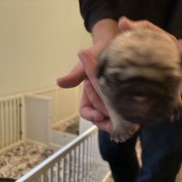 Dick (O'Toole) - Fawn male Pug puppy in Frisco, Texas from RD Pugs