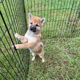 Red - Red female Shiba Inu puppy in Lakeland, Florida from Shiba Co.