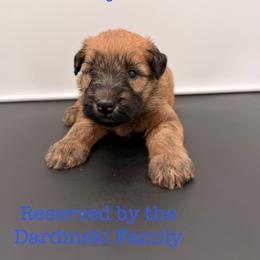 Jay Uso - Wheaten male Soft Coated Wheaten Terrier puppy in Grand Prairie, Texas from Wonderful Wheatens