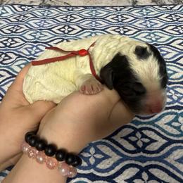 Socks - Black and white male Sheepadoodle puppy in Chesapeake, Virginia from Doodle-Cove
