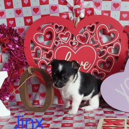 Jinx - Black and white male Chihuahua puppy in Brook Park, Minnesota from North Star Chihuahuas