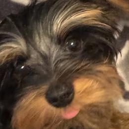 Yorkshire Terriers from Thankuyorkies