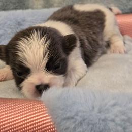 Midwest Mini Ken - Blue male Mi-Ki puppy in Clearwater, Kansas from Midwest Mini Mi-kis