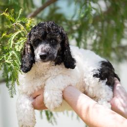 Parti Sable Male - Parti male Poodle puppy in Jacksonville, Florida from Lolo’s Aussiedoodle