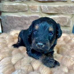 Circe - Black phantom Aussiedoodle puppy in Chattanooga, Tennessee from Remedy Ridge Aussiedoodles