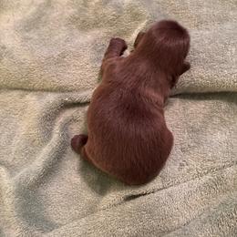 Stitch - Liver male Shih Tzu puppy in Buffalo, New York from Irish Eyes ShihTzu