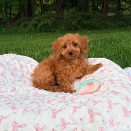 Savannah - Brown female Maltipoo puppy in Mahwah, New Jersey from Awwws-n-Pawws