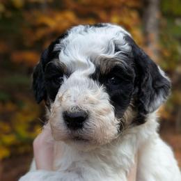 Winry - Parti female Poodle puppy in Salem Township, Maine from Moirae Poodles