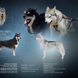 Siberian Husky All Grown Up from Winters Promise Siberians