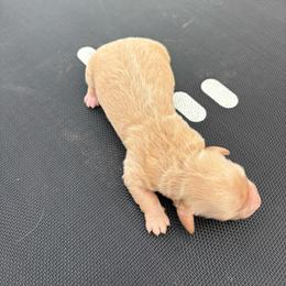 Rain - Cream female Dachshund puppy in Hawley, Texas from Little e Dachshunds