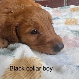 Black collar boy - Dark golden male Golden Retriever puppy in Buchanan, Georgia from Morgan’s Heart of Gold Retrievers