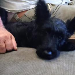 Blk Female 4 (AKC) - Black female Scottish Terrier puppy in Smiths Grove, Kentucky from Moore's We Little Farm AKC Scotties