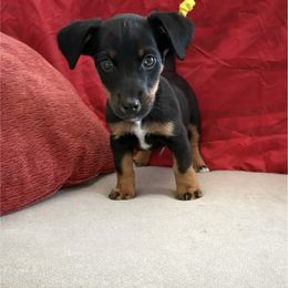 Ringo - White and black male Russell Terrier puppy in Great Falls, Montana from VS Golden Fields