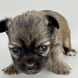 Joe - Black sabled fawn male Chihuahua puppy in Westport, New York from Chantilly chihuahuas