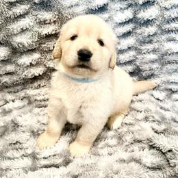 Chase - Light golden male Golden Retriever puppy in Oregon from Bliss Retrievers