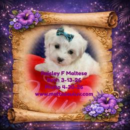 Boston Terriers, Maltese, Morkies, and Yorkshire Terriers from Malteseuluv’s Tiny Treasurers