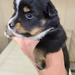 Toy Australian Shepherd Puppies from Beasley Acres Aussies