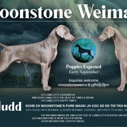 Weimaraners from Moonstone Weimaraners