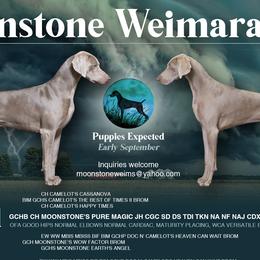 Weimaraners from Moonstone Weimaraners