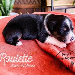 Roulette - Black tri female Miniature Australian Shepherd puppy in Apache Junction, Arizona from Circle T Mini Aussies