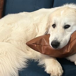 Great Pyrenees from Odyssey Great Pyrenees