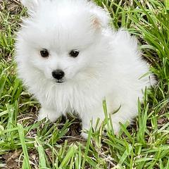 American Eskimo Dog Puppies from Soleil American Eskimos