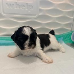 Tom - Black and white male Shih Tzu puppy in Hemet, California from Aloha Shih Tzu