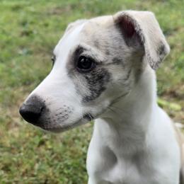 Titan - Fawn brindle male Whippet puppy in Hopkinsville, Kentucky from Night Sky Whippets