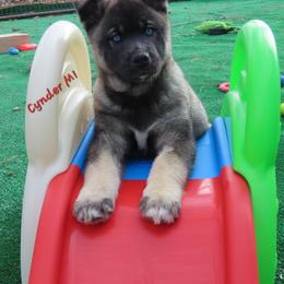 Cynder Male 1 - Agouti and white male Siberian Husky puppy in Hiawassee, Georgia from Chastains Huskies