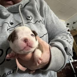 Girl 1 - female Boston Terrier puppy in Pierceton, Indiana from Deb's Boston Terriers