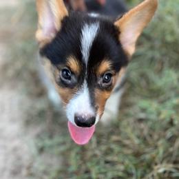 Ivan - Black and tan male Pembroke Welsh Corgi puppy in Hope, Arkansas from Foxy Knoll Farm